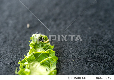 The larva that comes out when you cut the cradle of the chestnut leaf of Otoshibumi Oshinomura The larva that comes out when you cut the cradle of the chestnut leaf of Otoshibumi Oshinomura 106822739