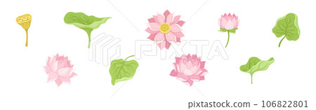 Water Lily Flower with Green Pad as Tropical Aquatic Herb Vector Set 106822801