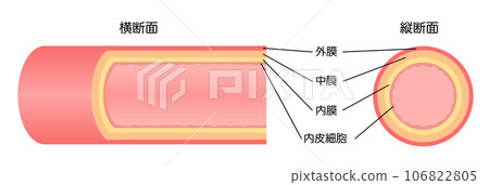 正常血管的縱向和橫截面視圖圖解 正常血管的縱向和橫截面視圖圖解 106822805