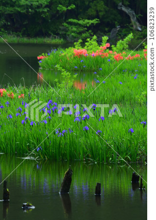 Piercing rust of rock pond Piercing rust of rock pond 106823239
