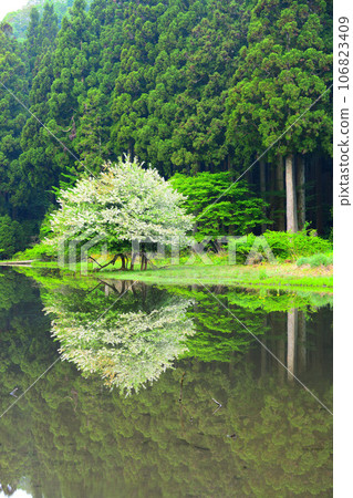Hiraike's Zumi tree Hiraike's Zumi tree 106823409