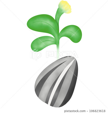 green sprout with leaf seed sunflower 106823618