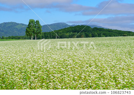 Buckwheat fields in full bloom in Horokanai, Hokkaido Hokkaido Tourism August Buckwheat fields in full bloom in Horokanai, Hokkaido Hokkaido Tourism August 106823743