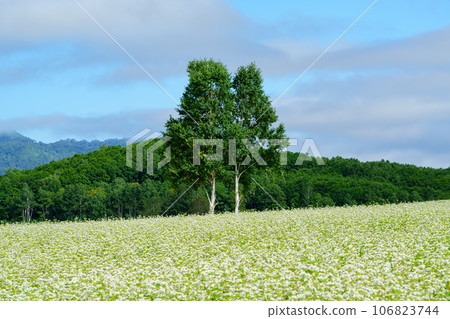 Buckwheat fields in full bloom in Horokanai, Hokkaido Hokkaido Tourism August 106823744