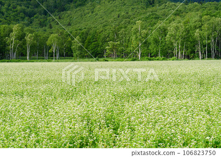 北海道幌加內的蕎麥田盛開 北海道旅遊局 八月旅遊 北海道幌加內的蕎麥田盛開 北海道旅遊局 八月旅遊 106823750