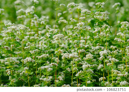 北海道幌加內的蕎麥田盛開 北海道旅遊局 八月旅遊 106823751