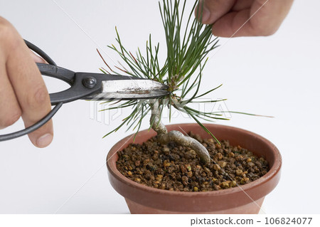 黑松盆景芽切 106824077