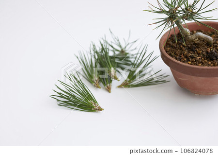 黑松盆景芽切 106824078