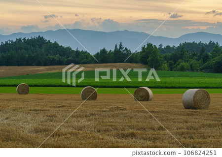 Evening scenery with barley grass rolls Hokkaido Furano tourism Evening scenery with barley grass rolls Hokkaido Furano tourism 106824251