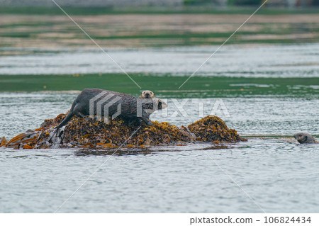 Wild sea otter Hokkaido Nemuro Ochiishi Nature Cruise Wild sea otter Hokkaido Nemuro Ochiishi Nature Cruise 106824434