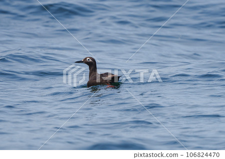 Keimafuri Nemuro Ochiishi Nature Cruise (Hokkaido/Eastern Hokkaido Tourism) 106824470