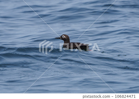 Keimafuri Nemuro Ochiishi Nature Cruise (Hokkaido/Eastern Hokkaido Tourism) 106824471