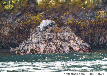 Wild harbor seal Nemuro Ochiishi, Hokkaido 106824621