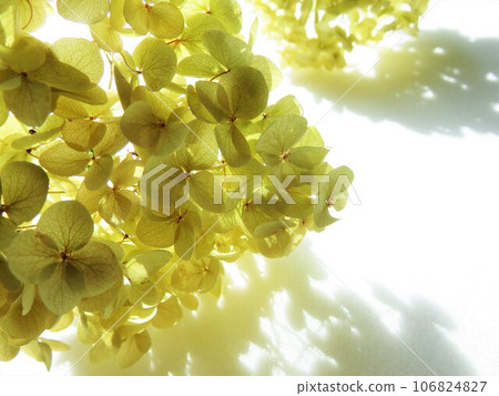 Annabel dried flowers Annabel dried flowers 106824827