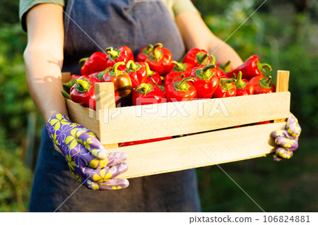 Woman farmer carrying wooden box of ripe red peppers. Farmer harvests peppers 106824881
