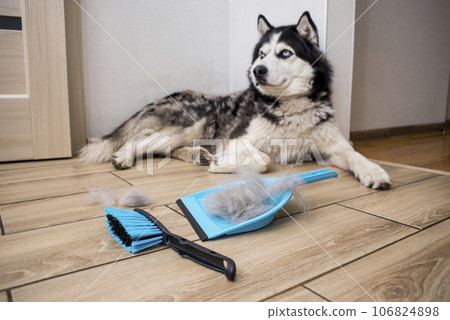 The hair after molting the dog is collected in a scoop with a brush. The hair after molting the dog is collected in a scoop with a brush. 106824898
