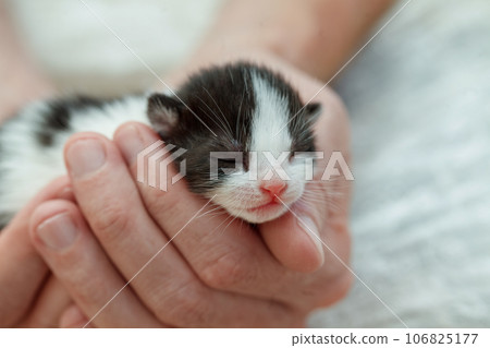 Little kitten with eyes closed in hand, adopt pet and love pet concept Little kitten with eyes closed in hand, adopt pet and love pet concept 106825177