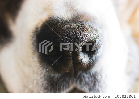 Big white and brown boxer dog black nose with pores and mouth close-up front view. Canine muzzle, face details macro photo. Amazing animal natural background. A lovely pet with heart shaped nose. 106825861