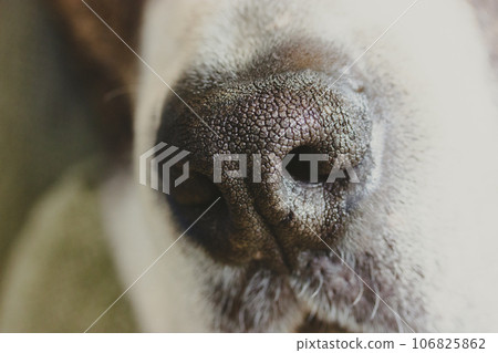 Big white and brown boxer dog black nose with pores and mouth close-up front view. Canine muzzle, face details macro photo. Amazing animal natural background. A lovely pet. 106825862
