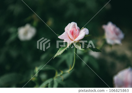 Alone pastel pink fragrant rose in a dark garden. Rosebud on a flowering shrub in summer day. Gardening, horticulture, floriculture, plants and flowers grow and care. Beautiful floral wallpaper. 106825863