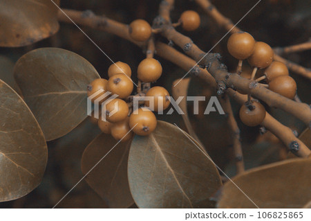Nispero - yellow-orange fruit with sweet-sour taste. Loquat (Eriobotrya japonica) is a large evergreen shrub or tree grown commercially for its orange fruit and leaves, used to make herbal tea. 106825865
