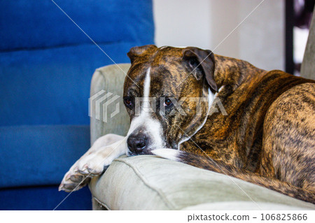 German brown boxer dog is laying on a couch. Big-sized service dog breed. A sleepy tired lazy sad domestic animal indoors is waiting for the owner. A cute lovely canine pet indoors is looking sad. 106825866