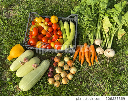 Box of tomatoes, carrots and cucumbers in a summer cottage garden. Zucchini, onion and garlic on the herb. 106825869