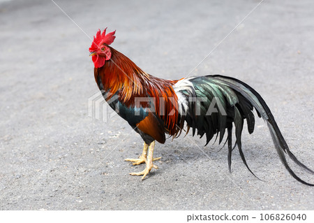 The fighting cock is beautiful hen in garden 106826040