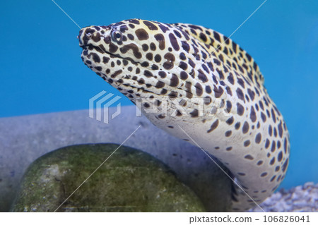 Close up head The Moray eel fish Close up head The Moray eel fish 106826041