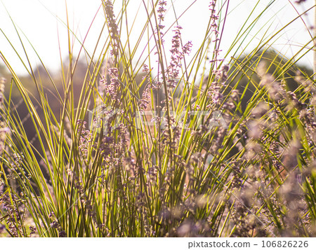 Perovskia atriplicifolia flower in the garden with sunlight 106826226