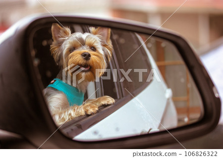 Funny cute Yorkshire Terrier little dog looks out the open car window. Reflection of a brown doggie in the side mirror. Traveling with a pet. Journey trip vacation. Happy animal. Dog-traveller outdoor Funny cute Yorkshire Terrier little dog looks out the open car window. Reflection of a brown doggie in the side mirror. Traveling with a pet. Journey trip vacation. Happy animal. Dog-traveller outdoor 106826322