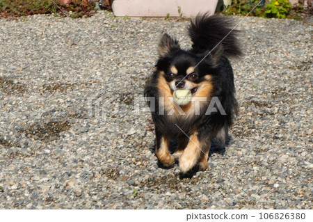 Chihuahua running in the gravel garden with a ball in its mouth 106826380