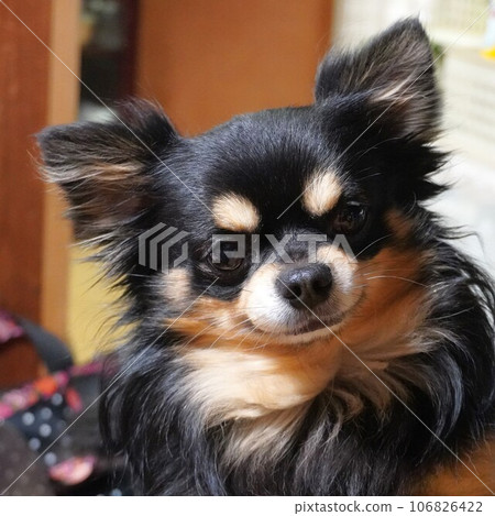 Chihuahua face close up square 106826422