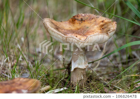Single pig mushroom sitting amongst lush green grass in a natural outdoor setting Single pig mushroom sitting amongst lush green grass in a natural outdoor setting 106826478