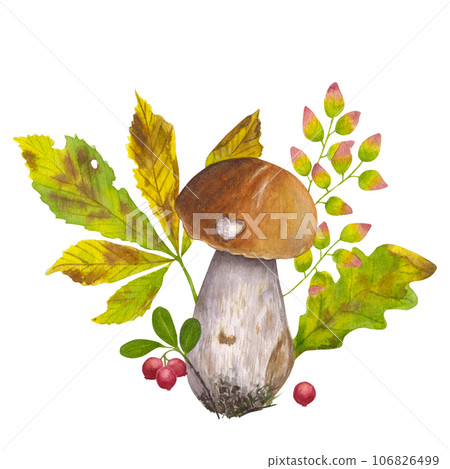 Composition of autumn elements. Raw forest aspen mushroom, orange cap boletus, edible fungus. Lingonberries, leaves chestnut, oak. Hand draw watercolor illustration isolated on white background Composition of autumn elements. Raw forest aspen mushroom, orange cap boletus, edible fungus. Lingonberries, leaves chestnut, oak. Hand draw watercolor illustration isolated on white background 106826499