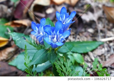 野生龍膽草 106826717