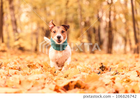 Happy dog runs through bright and colorful autumn park listening for command from handler 106826742