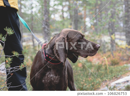 German Shorthaired Pointer dog waiting hunt to start in Fall woods German Shorthaired Pointer dog waiting hunt to start in Fall woods 106826753