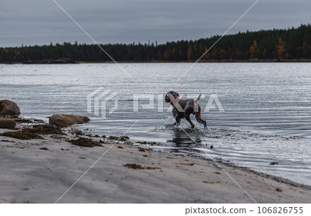 Dog playing in sea water during evening walk at beach on Fall day Dog playing in sea water during evening walk at beach on Fall day 106826755