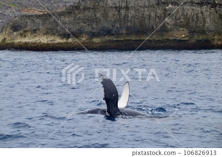 Humpback whale Humpback whale 106826913