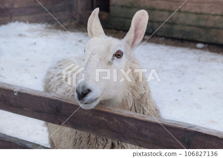 Sheep is standing on white background. Lamb and ewe farm. Winter day. Sheep is standing on white background. Lamb and ewe farm. Winter day. 106827136