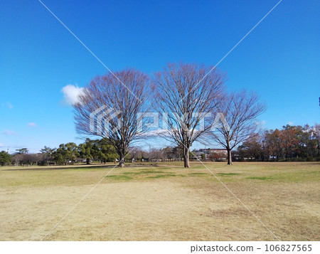 Three zelkova trees withered in winter Three zelkova trees withered in winter 106827565