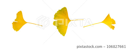 Yellow Ginkgo Biloba Leaves Isolated, Gingko Golden Leaf Set, Autumn Ginkgo Leaves on White Yellow Ginkgo Biloba Leaves Isolated, Gingko Golden Leaf Set, Autumn Ginkgo Leaves on White 106827661