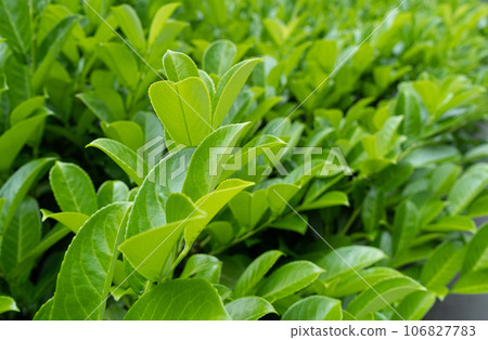 Tea Leaf Texture Background, Fresh Green Tea Leaves Pattern, Summer Farm Banner, Spring Garden Mockup 106827783