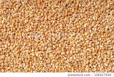 Wheat Grains, Barley Pile, Dry Cereal Seeds, Wheat Grains Heap on White 106827840