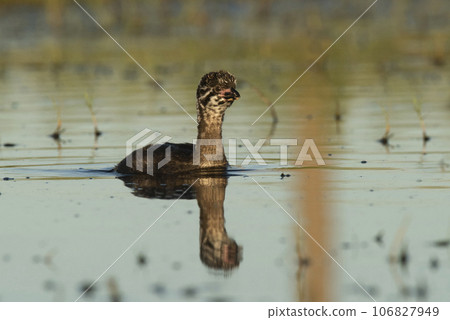 Pied billed Grebe  swimming in a lagoon, La Pampa province, Argentina. 106827949