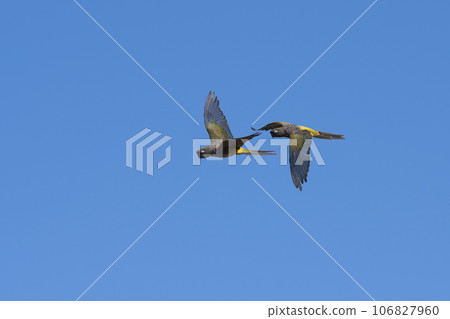 Burrowing Parrot in flight, La Pampa Province, Patagonia, Argentina Burrowing Parrot in flight, La Pampa Province, Patagonia, Argentina 106827960