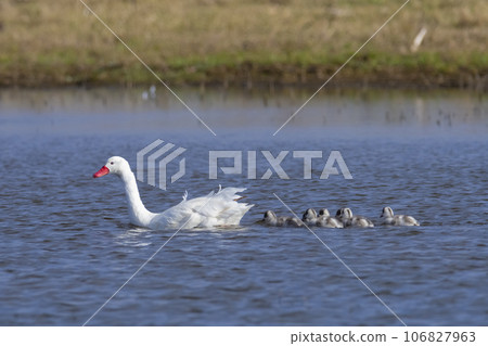 Coscoroba swans with chicks, La Pampa Province, Patagonia, Argentina. 106827963