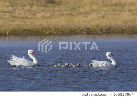 Coscoroba swans with chicks, La Pampa Province, Patagonia, Argentina. Coscoroba swans with chicks, La Pampa Province, Patagonia, Argentina. 106827964