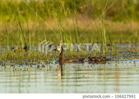 White faced whistling duck , with chicks, La Pampa Province, Patagonia, Argentina. 106827991